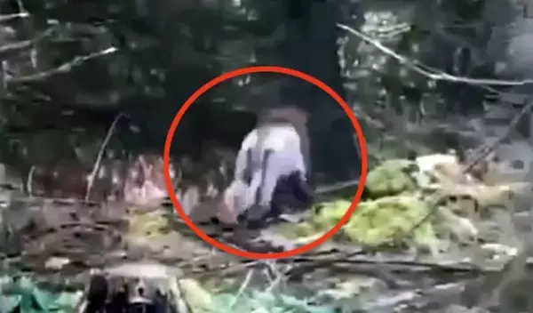 アイルランドの森にライオンが出没？その正体は大胆ヘアカットの大型犬だった