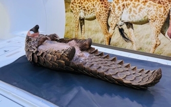 密猟者から救助されたセンザンコウ、MRI検査を受けて元気を回復