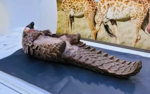 密猟者から救助されたセンザンコウ、MRI検査を受けて元気を回復