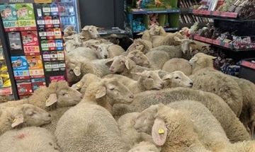 迷える羊たち。50匹もの大群がスーパーに乱入、店内はひっちゃかめっちゃか状態に