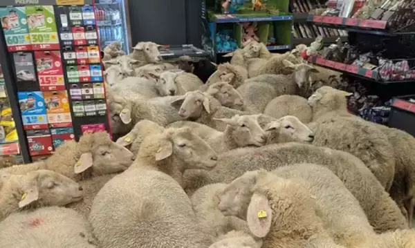 迷える羊たち。50匹もの大群がスーパーに乱入、店内はひっちゃかめっちゃか状態に