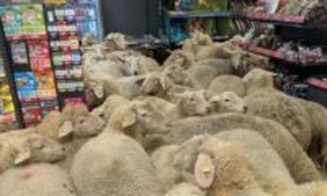 迷える羊たち。50匹もの大群がスーパーに乱入、店内はひっちゃかめっちゃか状態に