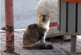 目があった瞬間に運命は決まっていた。ゴミ箱の横にいた孤独な猫が永遠の家族と出会うまで