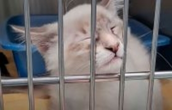 ボロボロだった猫、預かり先で犬派の父親の心をがっちりつかみ奇跡の回復、家族の一員に