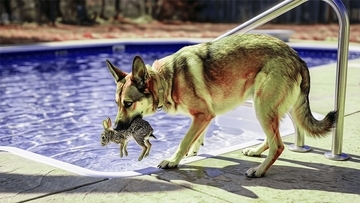 愛犬はプールに落ちた野生のウサギを救い出していた。監視カメラで知った飼い主