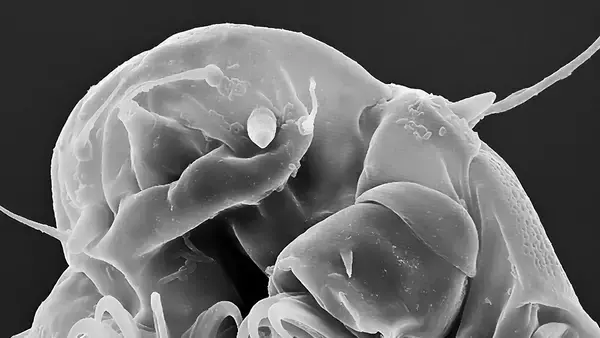 地球最強生物「クマムシ」が高温に耐えられるメカニズムを解明