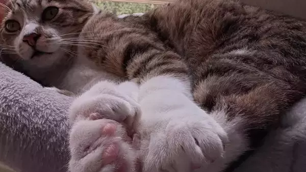 足指の多さは幸せの多さ。28本指の子猫がギネス記録に新たに認定