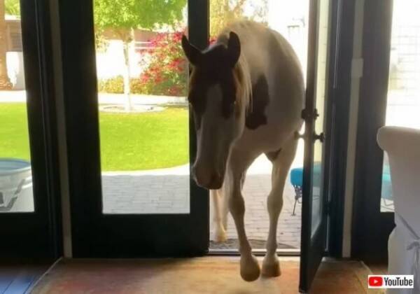 ハイ 今日は何か面白いことある 馬が家の中に入って来て まるで自宅のように振る舞うとか 22年9月26日 エキサイトニュース