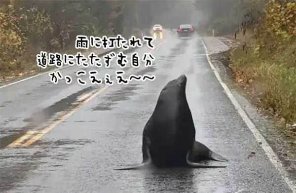 巨大アシカが道路を封鎖！雨に打たれながらその場を離れず車が立ち往生