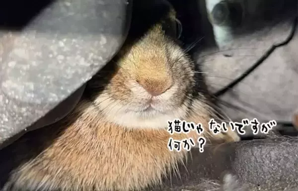 うさぎバンバンも必要かも！車のエンジンの中に隠れていた迷いうさぎを発見