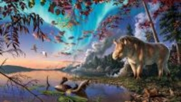 新種の古代サイの化石を北極圏で発見、2300万年前の陸橋を渡り北米へ移動