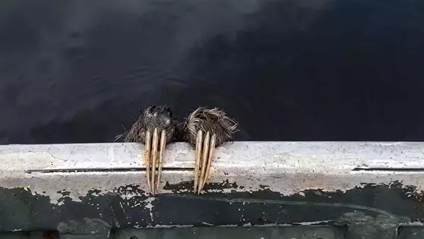 長い3本爪がボートにガシッ！泳ぎ疲れたナマケモノが助けを求めてやってきた