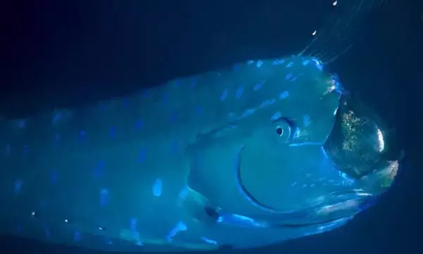 キラキラ光る神秘的な魚はリュウグウノツカイ！間近で泳ぐ姿を撮影