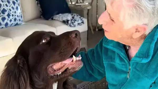 やさしい世界。96歳のおばあさんの最強の相棒は大型犬、土を掘り花植えを手伝う
