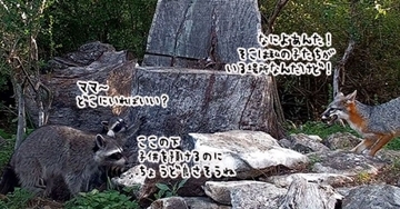 アライグマ母、キツネの巣穴を託児所代わりに子供を預けてしまう。その結末は？