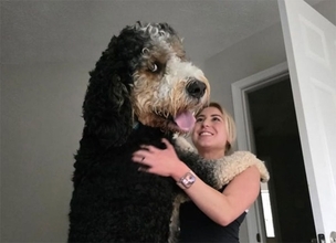 巨大みがすぎてAI疑惑すら浮上した犬、バーニードゥードルは予想外の成長だった