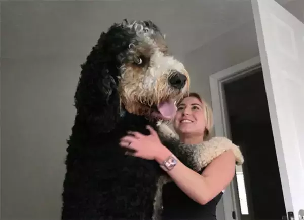 巨大みがすぎてAI疑惑すら浮上した犬、バーニードゥードルは予想外の成長だった