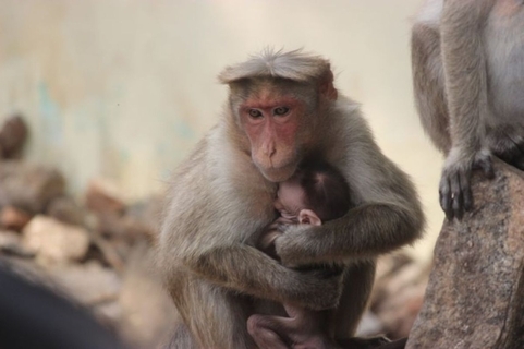 悲しみは人間のものだけなのか？動物たちは死をどのようにとらえているのか？