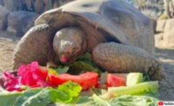 サンディエゴ動物園のガラパゴスゾウガメが141歳でこの世を去る