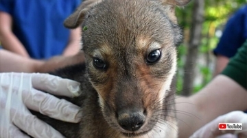 うれしいニュース！絶滅寸前のアメリカアカオオカミの赤ちゃんが4匹誕生