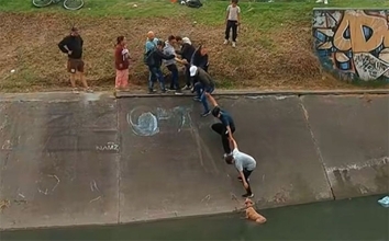 水路に落ちた犬を救うため、手と手を取り合って作られた「人間の鎖」