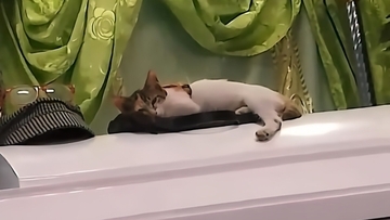 最愛の「おかあさん」の棺に飛び乗り、いつものように寄り添おうとする猫