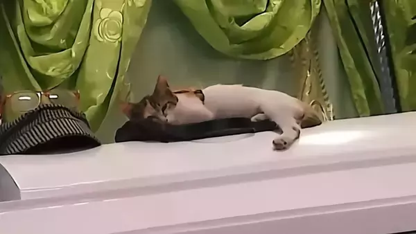 最愛の「おかあさん」の棺に飛び乗り、いつものように寄り添おうとする猫