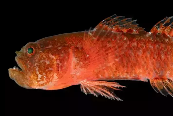 おこなの？しかめっ面の新種の魚が発見され「不機嫌なドワーフハゼ」と名付けられる
