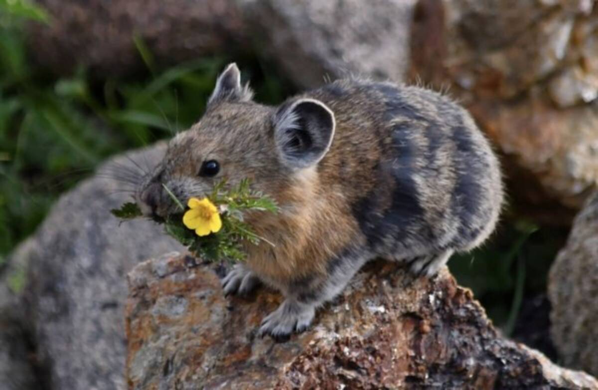 クビワナキウサギ