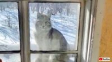 「こんにちは、まだまだ寒いね」窓の向こうにお客さんが！オオヤマネコがやってきて、家の中を覗き込んできた！