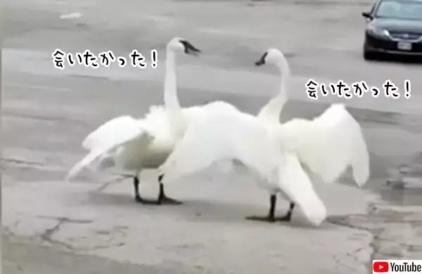 白鳥夫婦の愛情にグっとくる。怪我の治療を受けていた夫が妻と再会する瞬間がラブ・ロマンチック！
