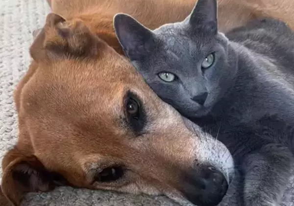 老犬のリハビリを見守っていた猫、専属のマッサージ師を名乗り出る