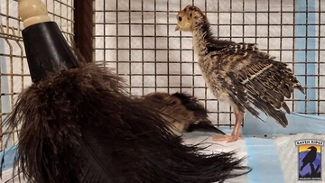 母を亡くした七面鳥のヒナ、羽ぼうきにぬくもりを求め寄り添う