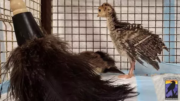 母を亡くした七面鳥のヒナ、羽ぼうきにぬくもりを求め寄り添う