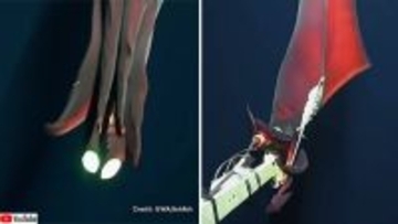腕を光らせながらカメラを襲う深海イカの衝撃映像