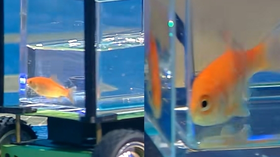 金魚が“車を運転”してギネス世界記録認定。1分間で12.28メートルを走破