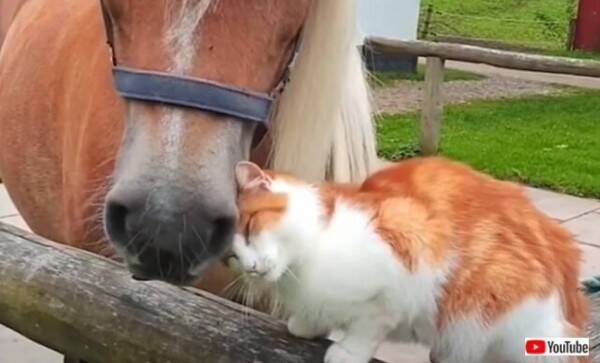 寄り添うキモチはあったかいよね 種族は違っても仲良しな 動物たちのイチャコラ風景総集編 22年1月5日 エキサイトニュース