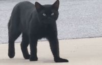 ハロウィンの贈り物？人懐っこい黒猫が玄関から家に入り、家族になるまでの物語