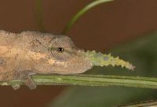 鼻の長い「ピノキオカメレオン」実は複数の種が存在していた！