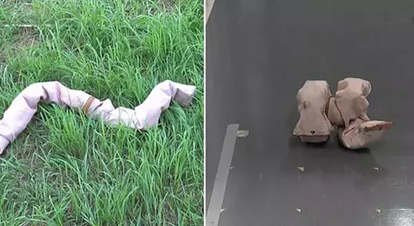 這うだけじゃない。ヘビ型ロボットが「転がり」の技を覚え、移動効率が向上（日本研究）