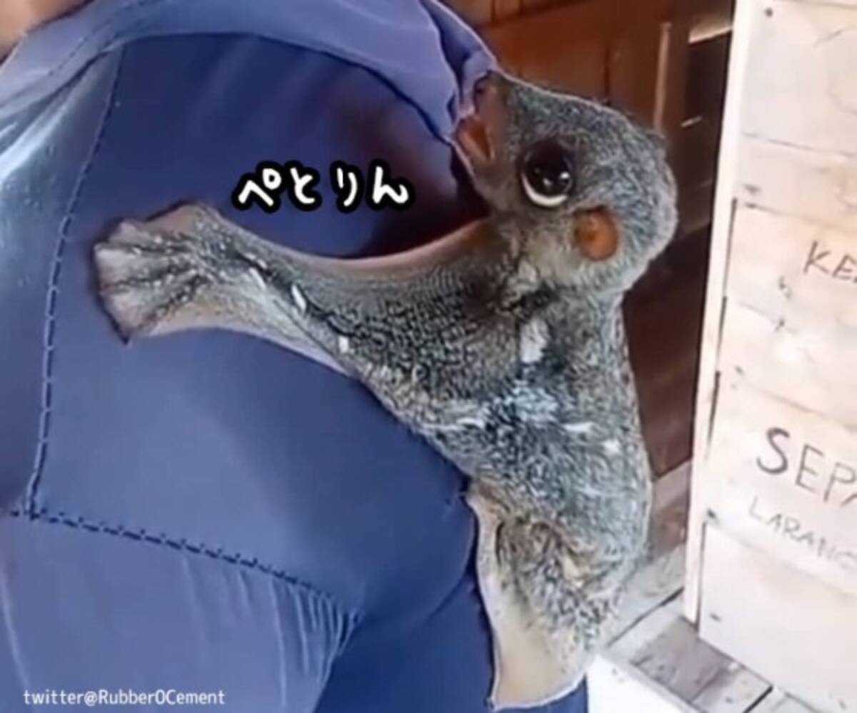 こんなかわいい生き物が実在するだと 背中に張り付いて甘えるマレーヒヨケザル 22年2月8日 エキサイトニュース