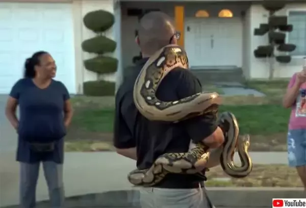 全長4.5mを超えるペットのニシキヘビが脱走し近隣住民を恐怖に陥れる【ヘビ出演中】