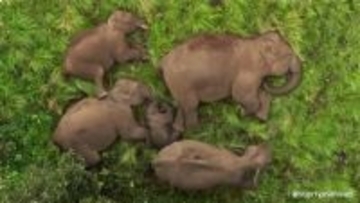 こんな動画だけ見ていたい！赤ちゃん象を守るため寝ている間も鉄壁のフォーメーションを組む家族