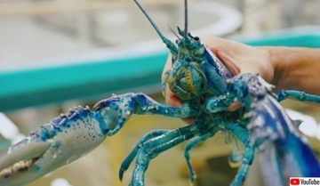 約200万分の1の確率。珍しい青いロブスターがアメリカで2匹捕獲される