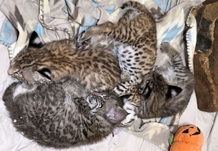 庭の小屋に子猫が6匹！と思ったらボブキャットの赤ちゃんだった