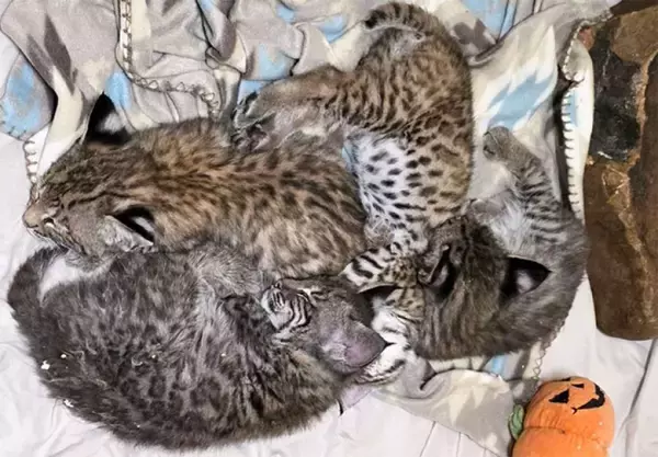 庭の小屋に子猫が6匹！と思ったらボブキャットの赤ちゃんだった