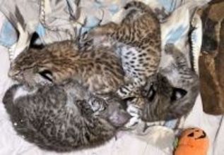 庭の小屋に子猫が6匹！と思ったらボブキャットの赤ちゃんだった