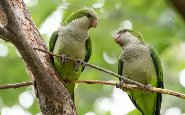 インコが教えてくれる友達の作り方。相手を気遣い少しずつ距離を縮めていく