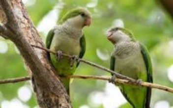 インコが教えてくれる友達の作り方。相手を気遣い少しずつ距離を縮めていく