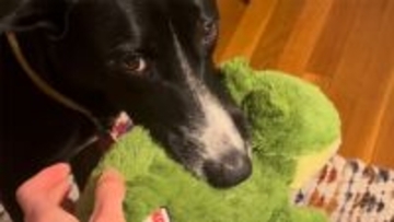 裁縫を始めると愛犬が毎回ぬいぐるみを持ってきて、緊急手術を要求するかわいさよ